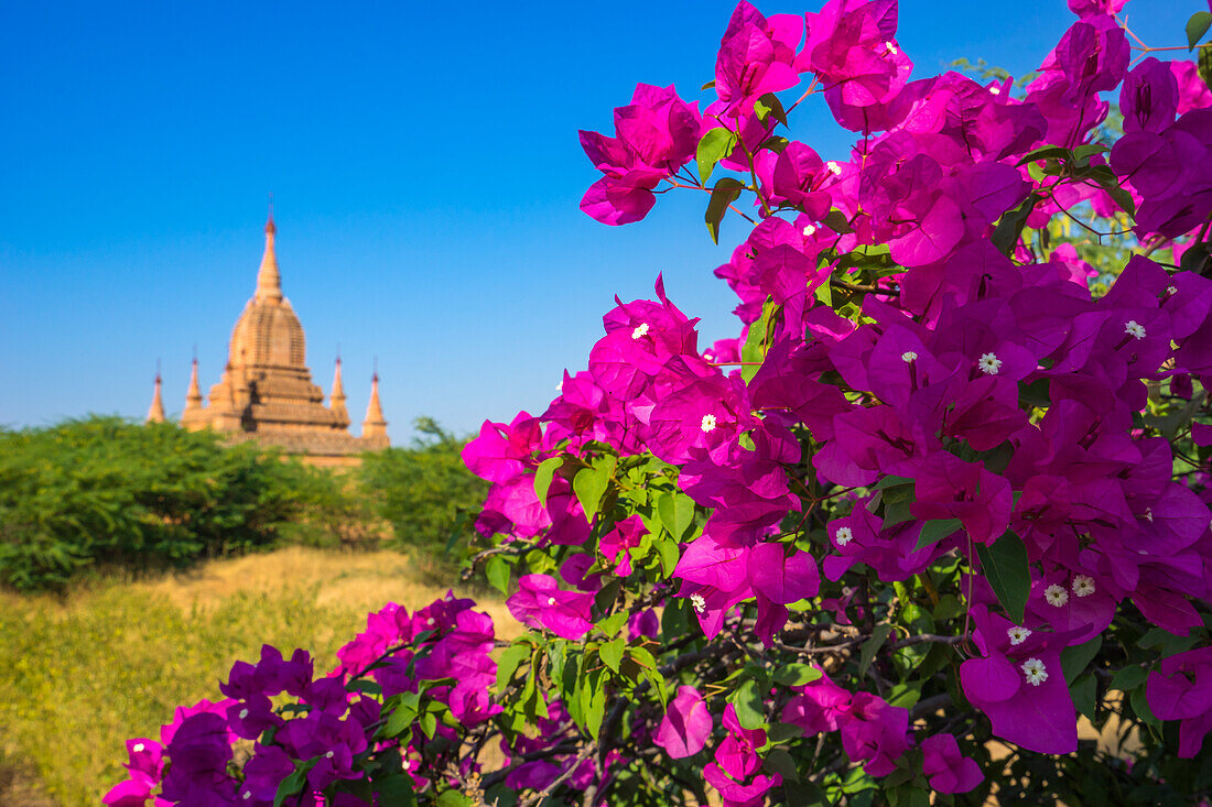 Lila Bougainvillea-Blüte mit Pagode im Hintergrund, Alt-Bagan (Pagan), UNESCO-Weltkulturerbe, Myanmar (Birma), Asien