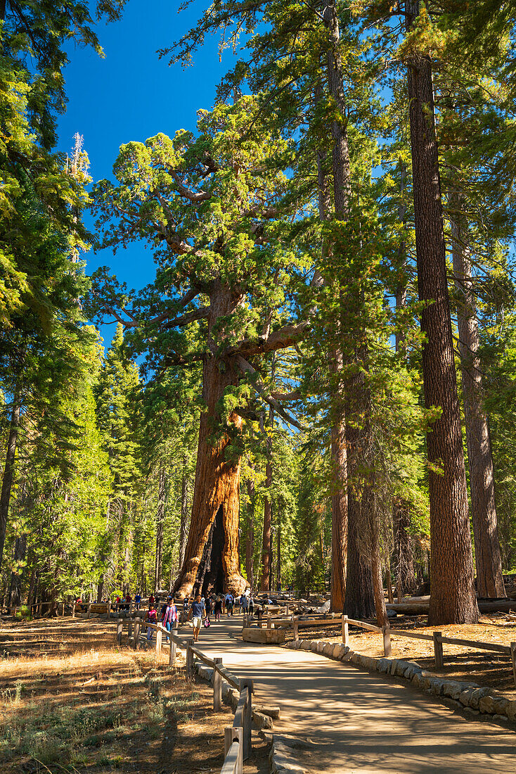 Berühmter Riesenmammutbaum namens Grizzly Giant, Mariposa Grove, Yosemite-Nationalpark, UNESCO-Welterbe, Kalifornien, Vereinigte Staaten von Amerika, Nordamerika