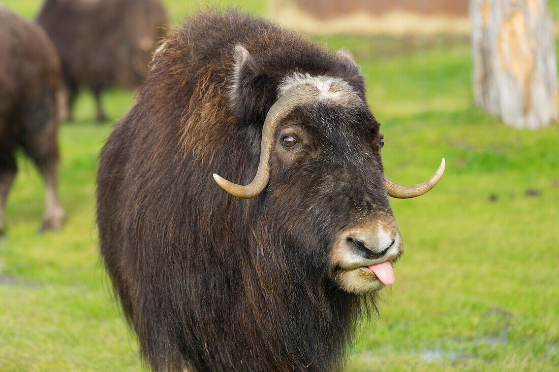 Captive muskox (Ovibos moschatus), Alaska Wildlife Conservation Center, Girlwood, Alaska, United States of America, North America