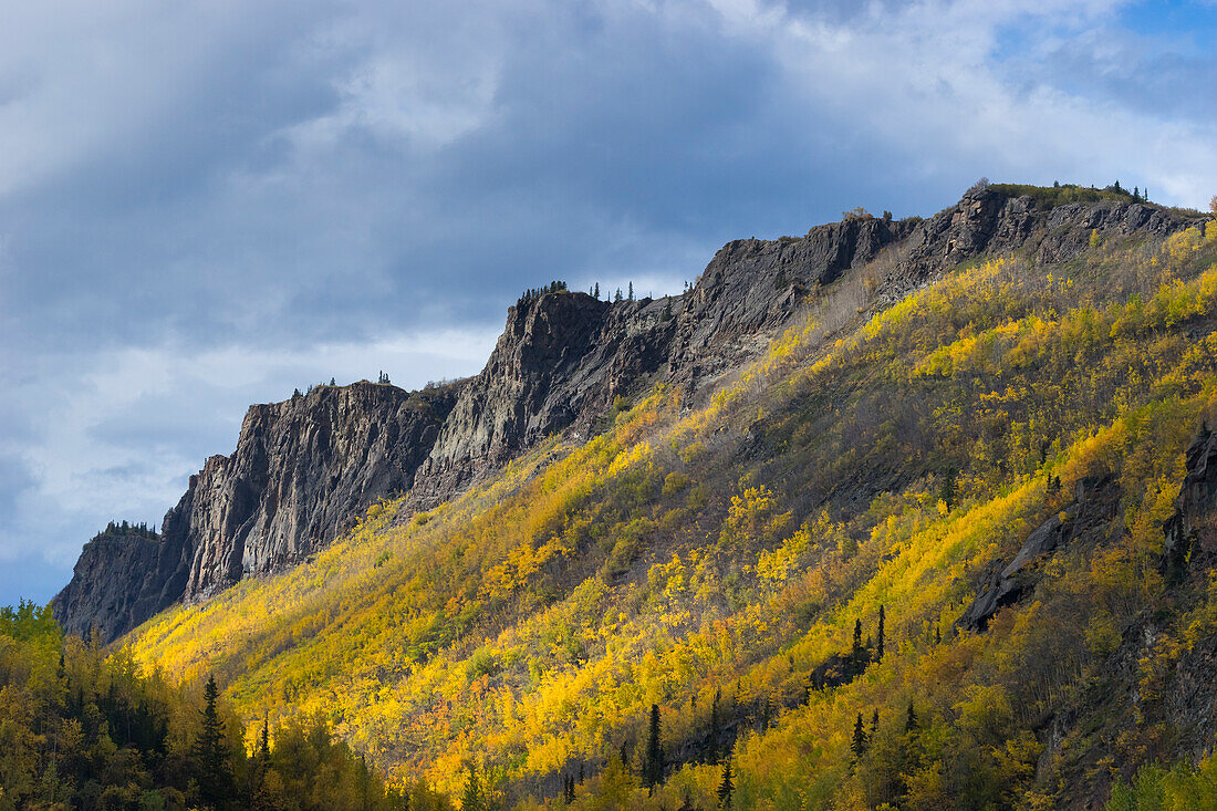Mountain covered with yellow trees in autumn, near Chickaloon, Alaska, United States of America, North America