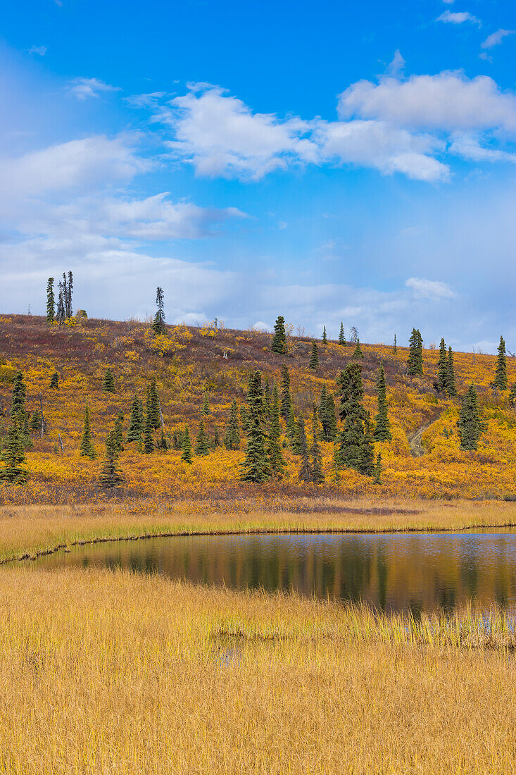See mit Gras und Bäumen im Herbst, Glenallen Hwy, Alaska, Vereinigte Staaten von Amerika, Nordamerika