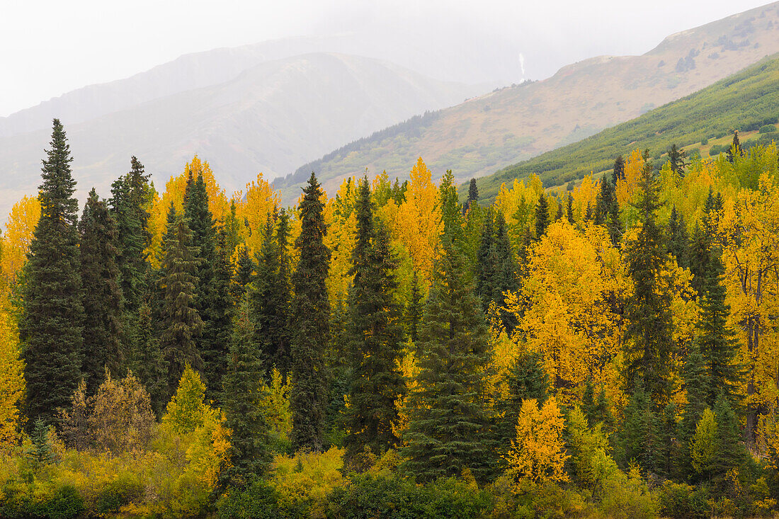 Grüne und gelbe Bäume am Tern Lake, Kenai-Halbinsel, Alaska, Vereinigte Staaten von Amerika, Nordamerika