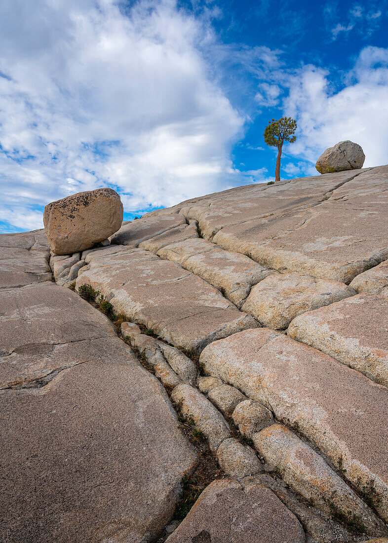 Tree and rocks, Olmsted Point, Yosemite National Park, UNESCO World Heritage Site, California, United States of America, North America