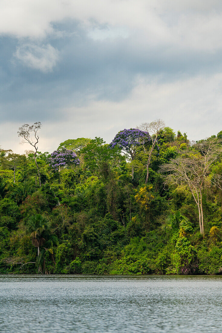 Blühende Bäume, Sandoval-See, Tambopata, Puerto Maldonado, Madre de Dios, Peru, Südamerika