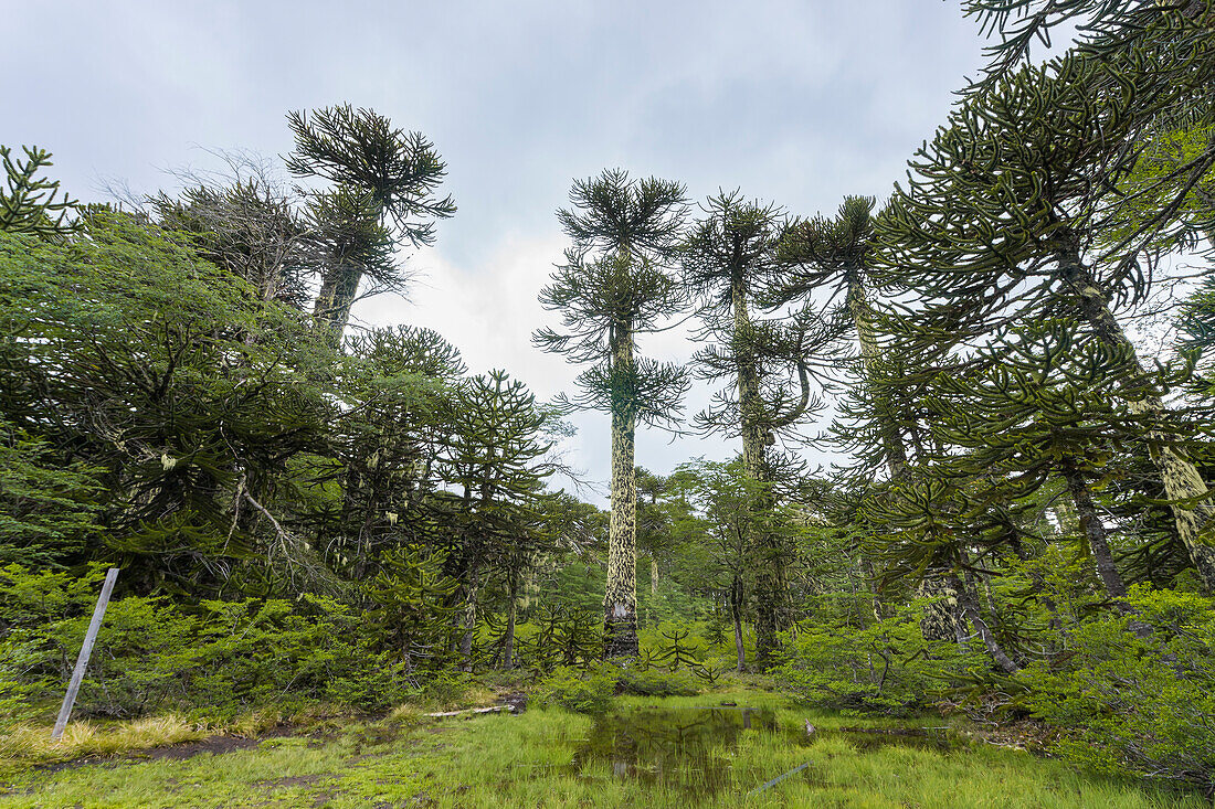 Low angle view of monkey puzzle tree (Araucaria araucana), Huerquehue National Park, Pucon, Chile, South America