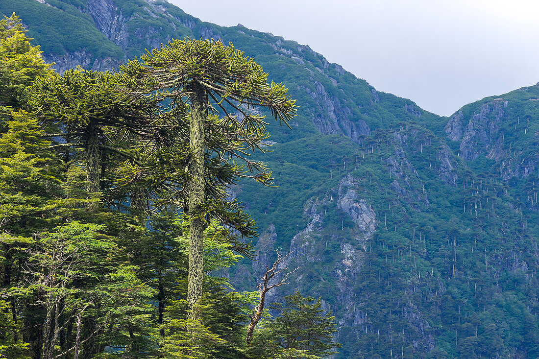 Monkey puzzle tree (Araucaria araucana), El Toro Lake, Huerquehue National Park, Pucon, Chile, South America