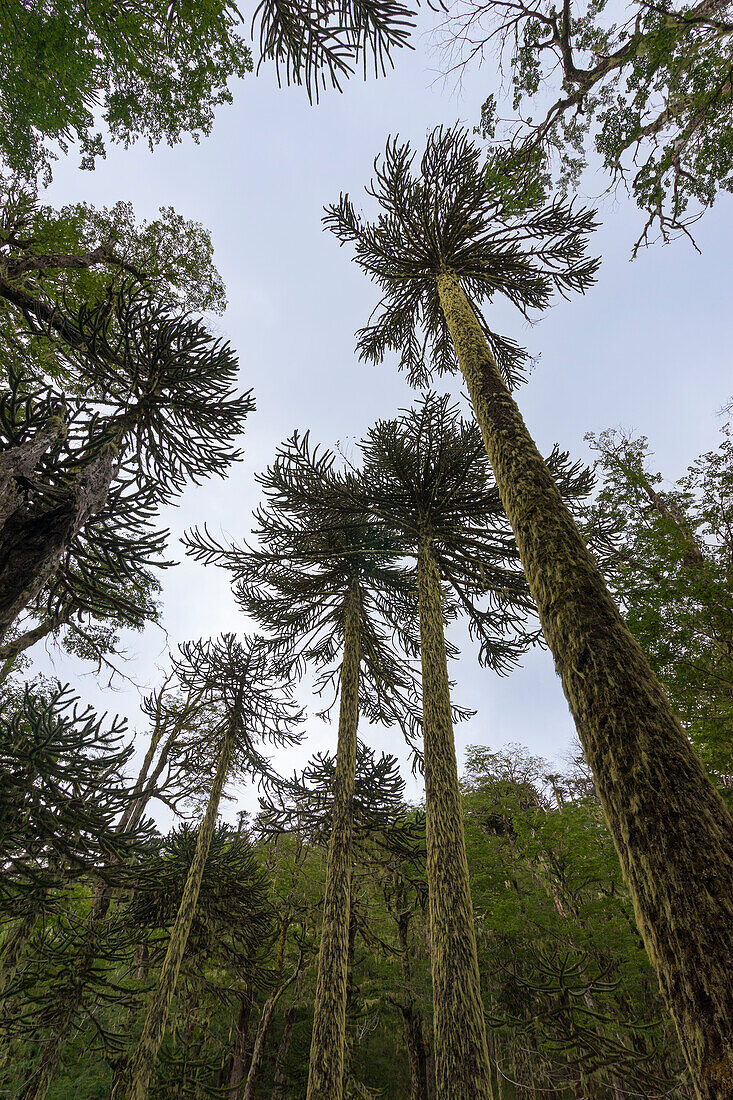 Tiefblick auf Affenpuzzle-Baum (Araucaria araucana), Huerquehue-Nationalpark, Pucon, Chile, Südamerika