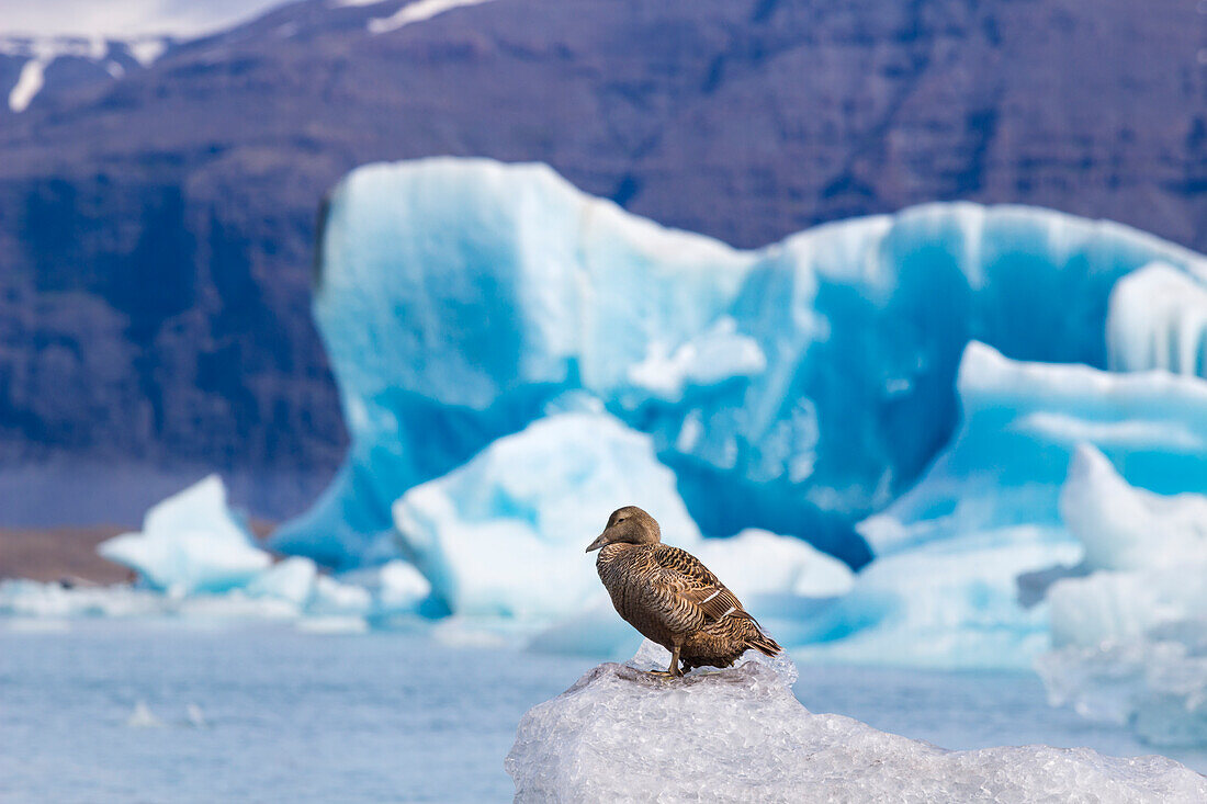 Duck sitting on ice at Jokulsarlon glacier lagoon, Iceland, Polar Regions