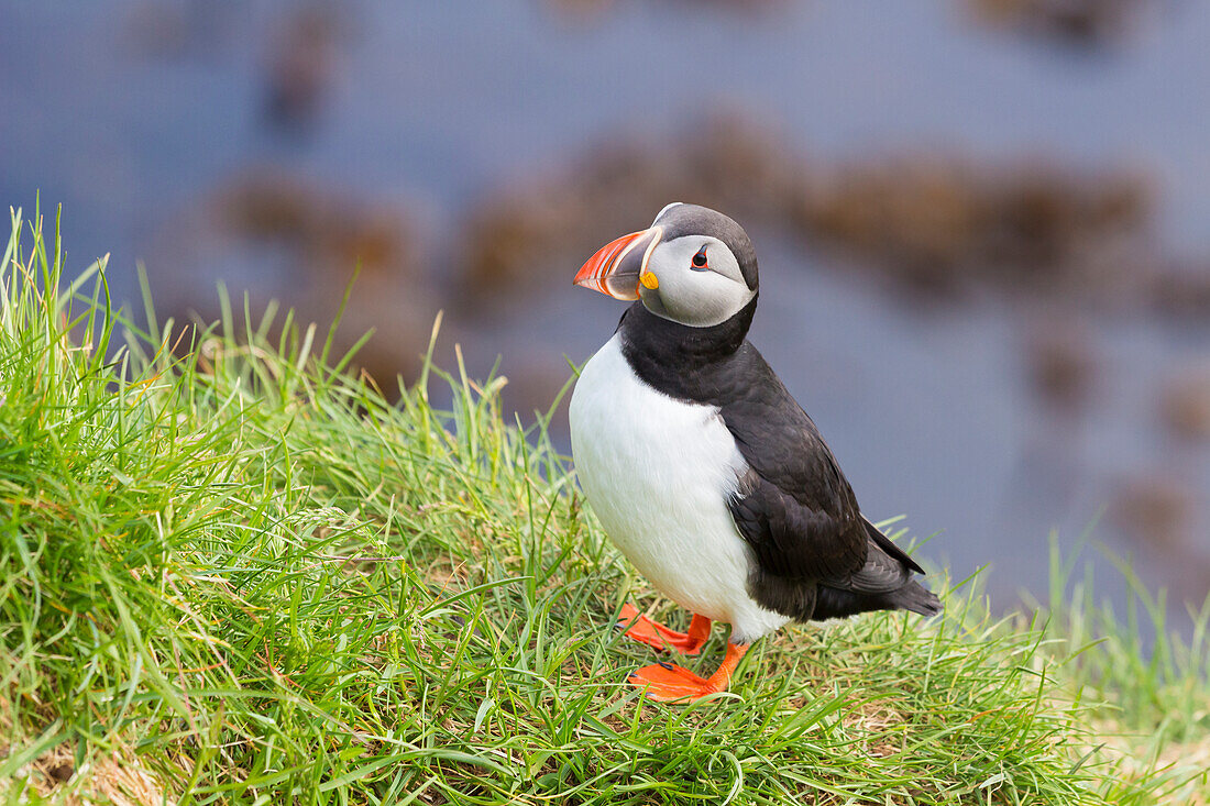 Puffin, Borgarfjardarhhofn, Borgarfjordur, Eastern Iceland, Iceland, Polar Regions