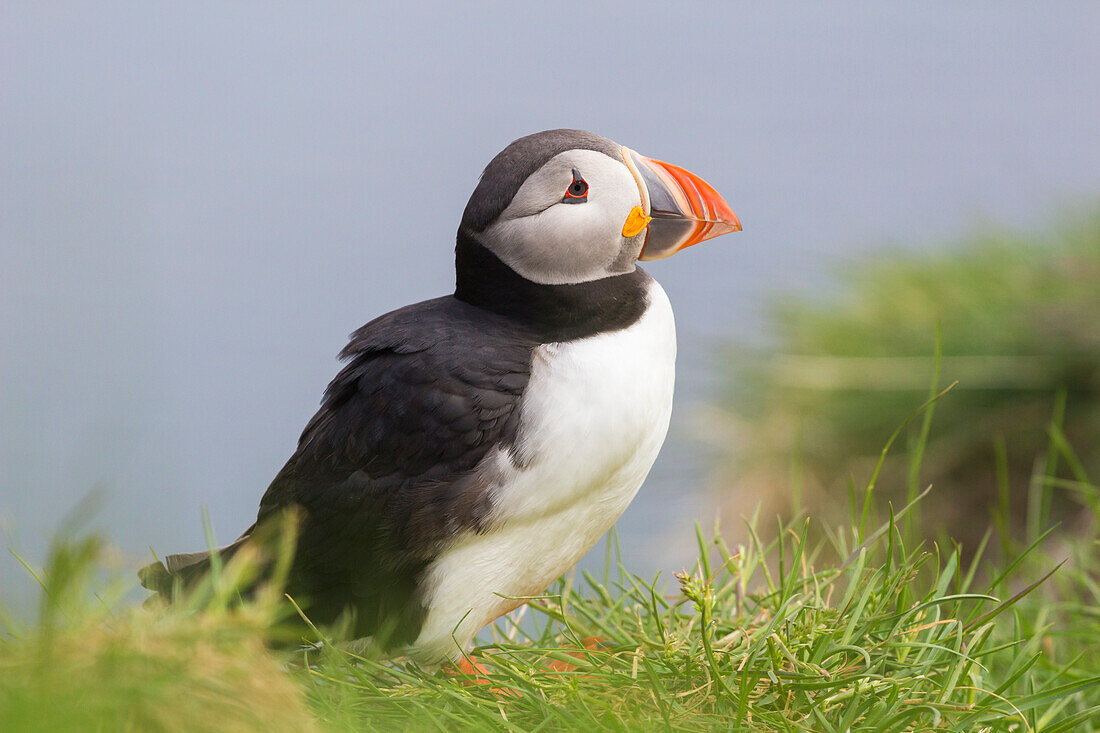 Papageientaucher, Borgarfjardarhhofn, Borgarfjordur, Ostisland, Island, Polarregionen