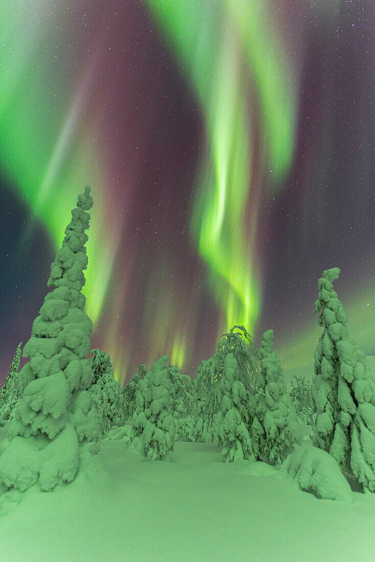 Frozen trees under the dance of the Northern Lights (Aurora Borealis) in a starry night, Pallas-Yllastunturi National Park, Muonio, Lapland, Finland, Europe