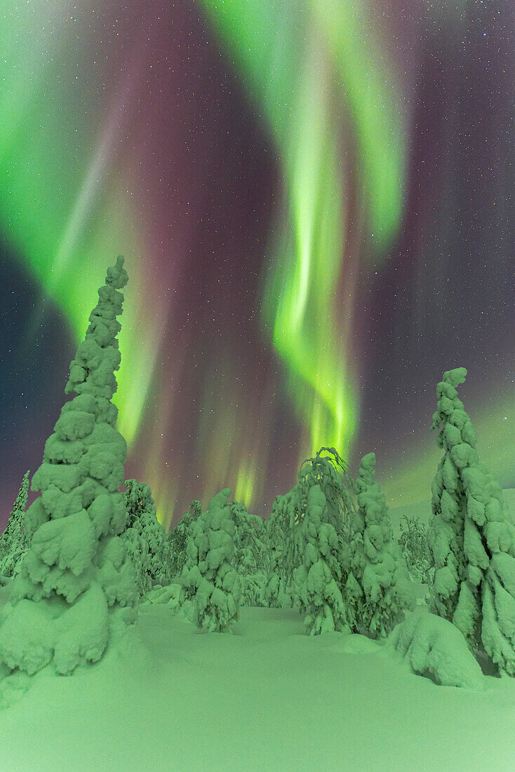 Gefrorene Bäume unter dem Tanz der Nordlichter (Aurora Borealis) in einer sternenklaren Nacht, Pallas-Yllastunturi-Nationalpark, Muonio, Lappland, Finnland, Europa