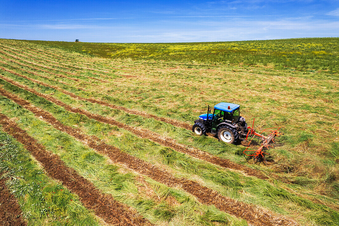Blauer Traktor mit Heuwender bei der Arbeit auf einem gemähten Feld, Seitenansicht aus der Luft, Italien, Europa