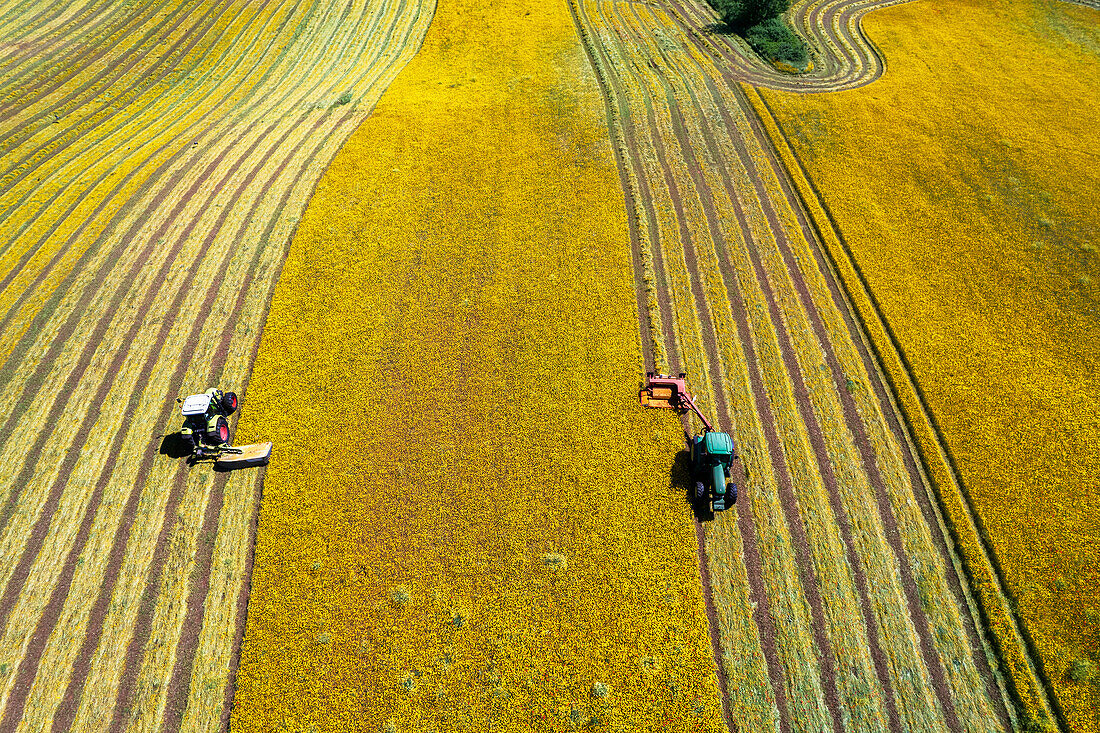 Bird's eye view of two combined tractors mowing a yellow meadow in two different rows, Italy, Europe