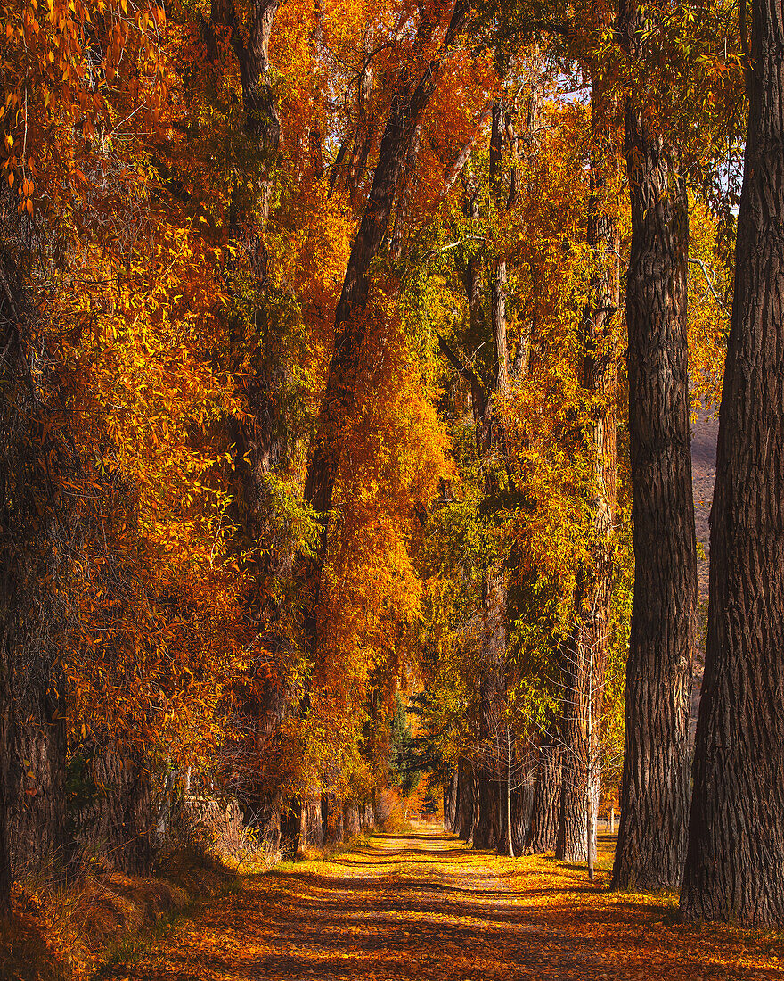 Autumn coloured trees near Aspen Cemetery, Aspen, Colorado, United States of America, North America