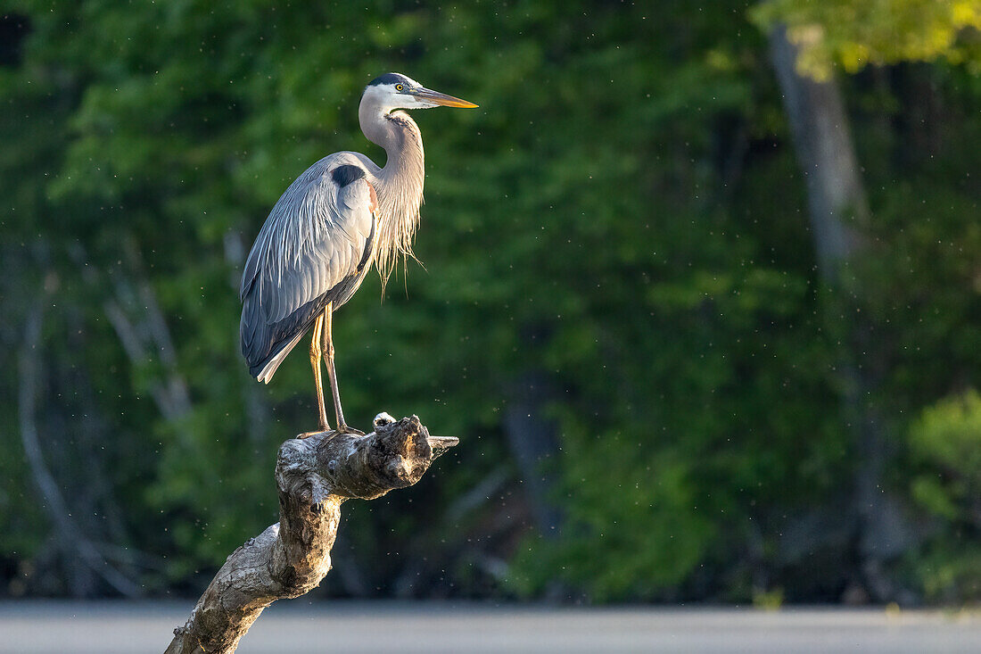 Great Blue Heron, Massachusetts, New England, United States of America, North America