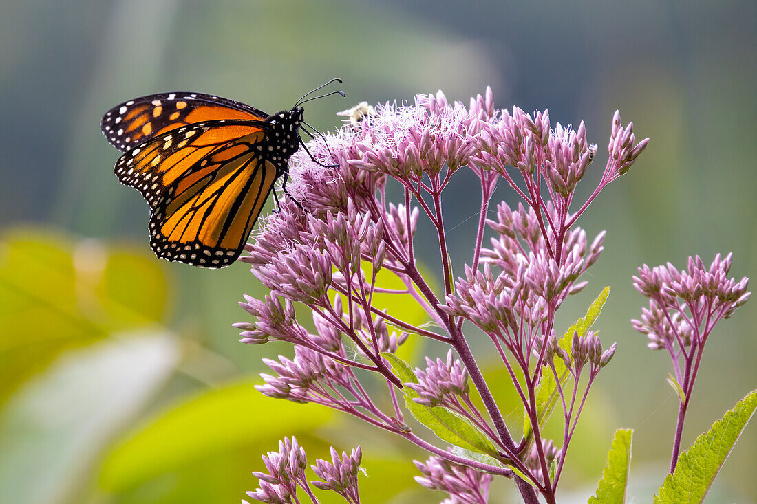 Monarchfalter auf der Blüte des Jakobskreuzkrauts, Massachusetts, Neuengland, Vereinigte Staaten von Amerika, Nordamerika
