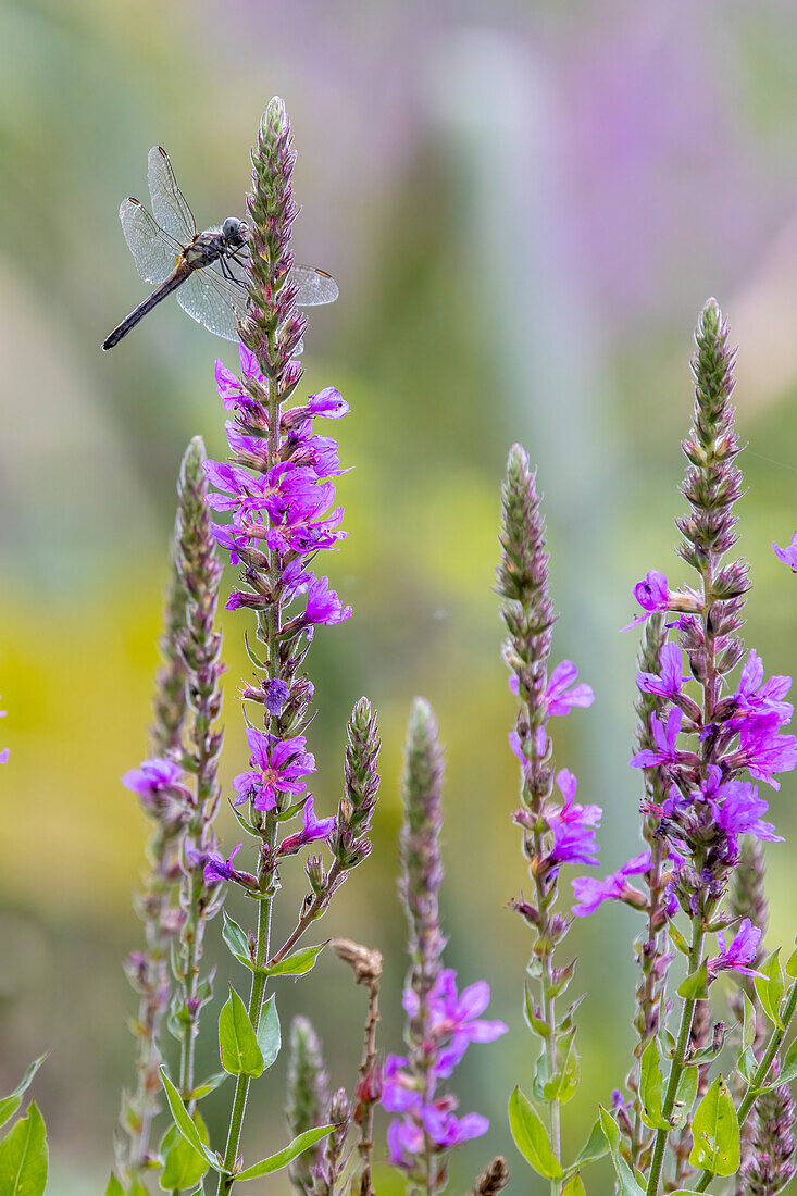 Sommerliche Wildblumen und Libelle, Massachusetts, Neuengland, Vereinigte Staaten von Amerika, Nordamerika