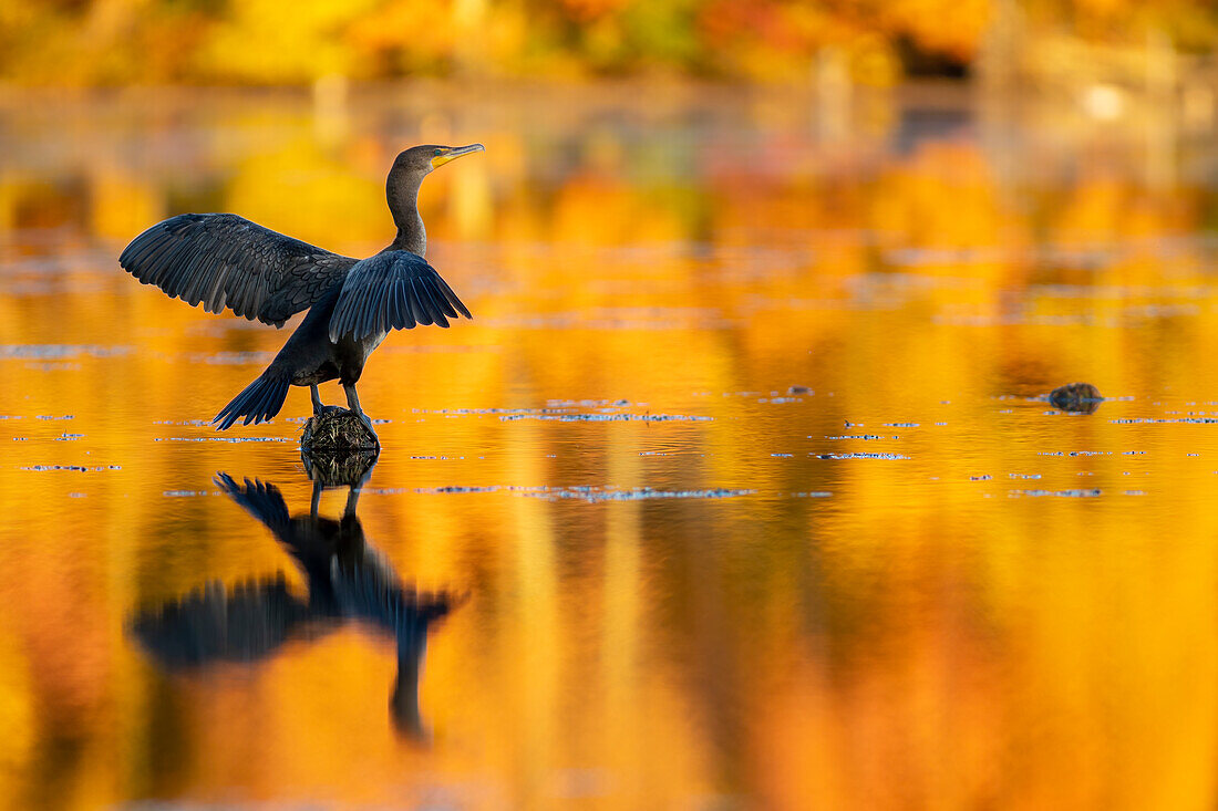 Doppelhaubenkormoran im Herbstlicht, Massachusetts, New England, Vereinigte Staaten von Amerika, Nordamerika