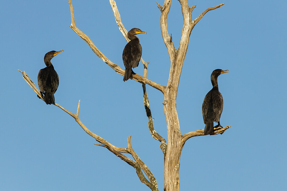 Doppelschopfkormorane in Deadwood, Massachusetts, Neuengland, Vereinigte Staaten von Amerika, Nordamerika
