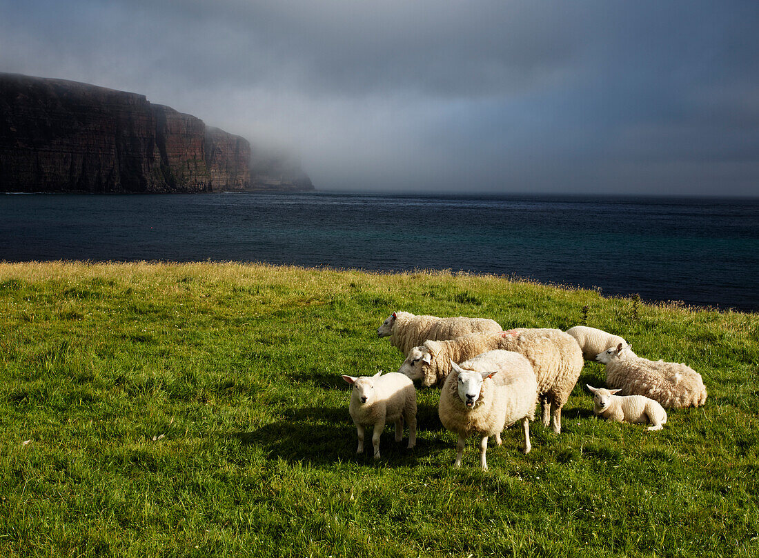 Schafe in der Rackwick Bay, Hoy, Orkney-Inseln, Schottland, Vereinigtes Königreich, Europa