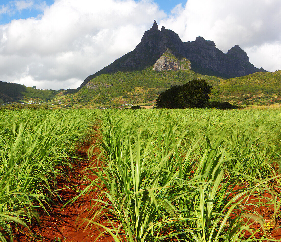 Mount Pieter Both und Zuckerrohrfelder, Mauritius, Indischer Ozean, Afrika