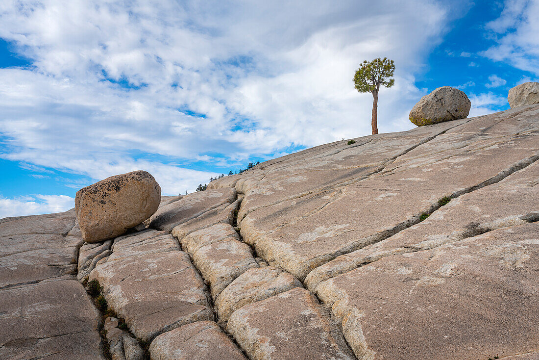 Tree and rocks, Olmsted Point, Yosemite National Park, UNESCO World Heritage Site, California, United States of America, North America