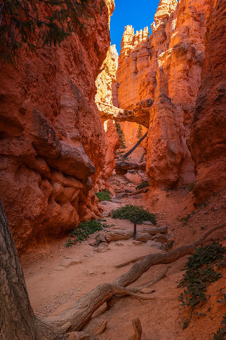 Gorge with natural arch by Navajo Loop Trail, Bryce Canyon National Park, Utah, United States of America, North America