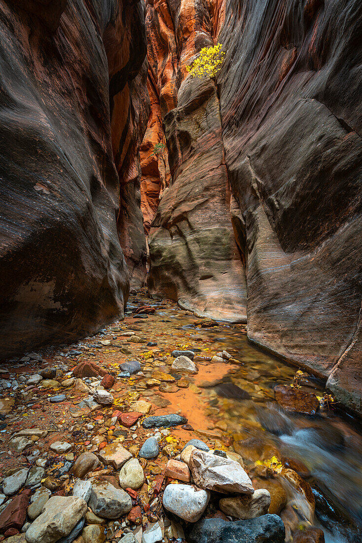 Kanarra Creek hiking trail through slot canyon, Kolob Canyons section of Zion National Park, Utah, Western United States, United States of America, North America