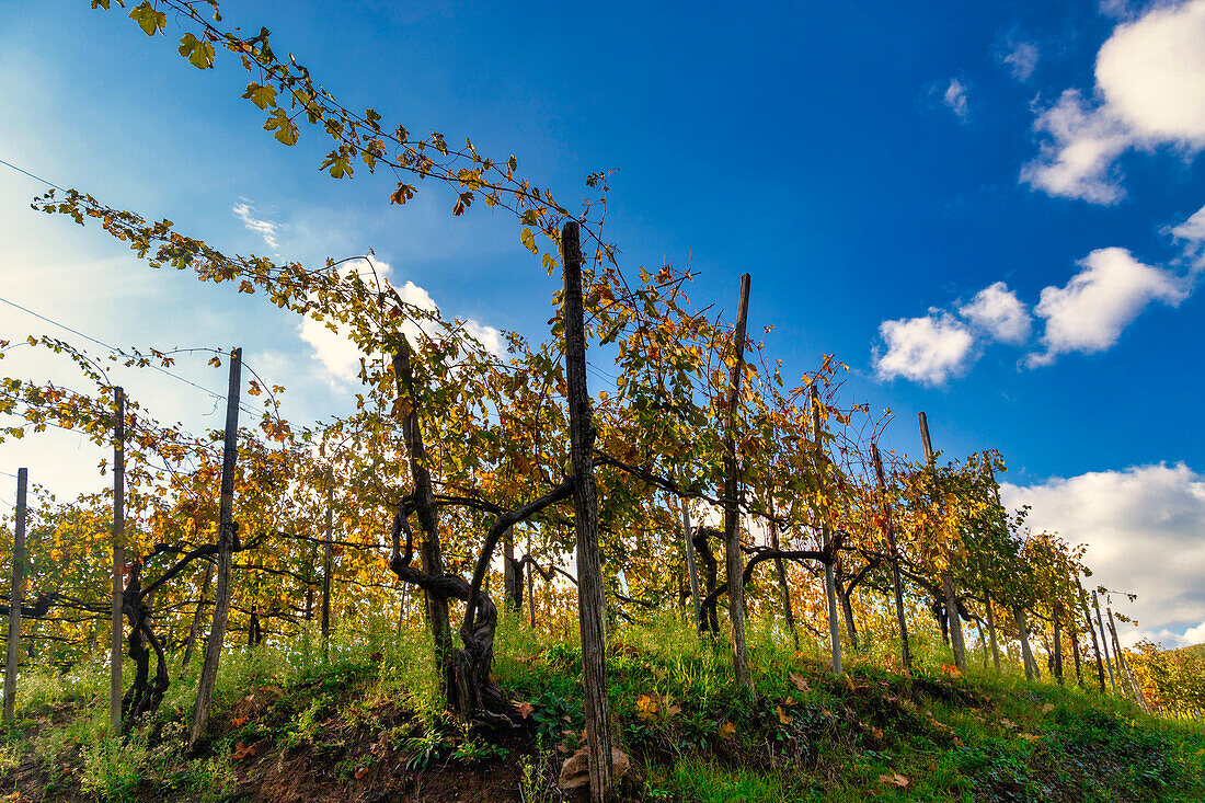 Weinberge um die Stadt Gattinara, Bezirk Vercelli, Piemont, Italien, Europa