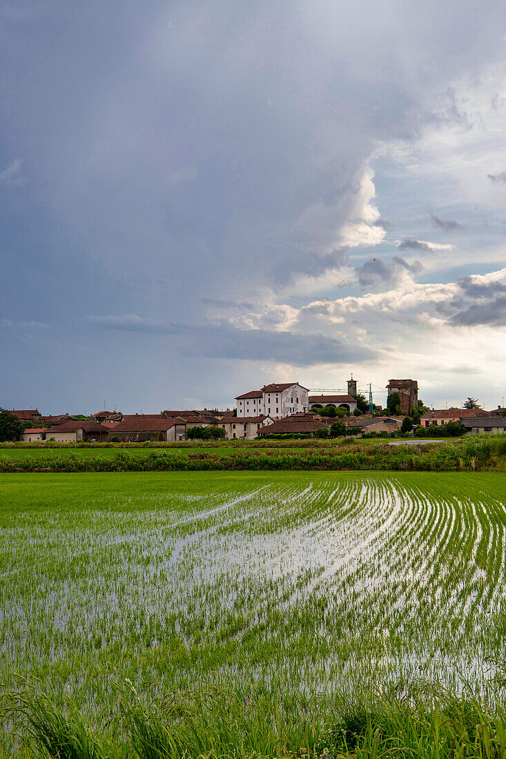 Felder und Reisfelder an einem Sommertag, unter einem stürmischen Himmel, Novara, Poebene, Piemont, Italien, Europa