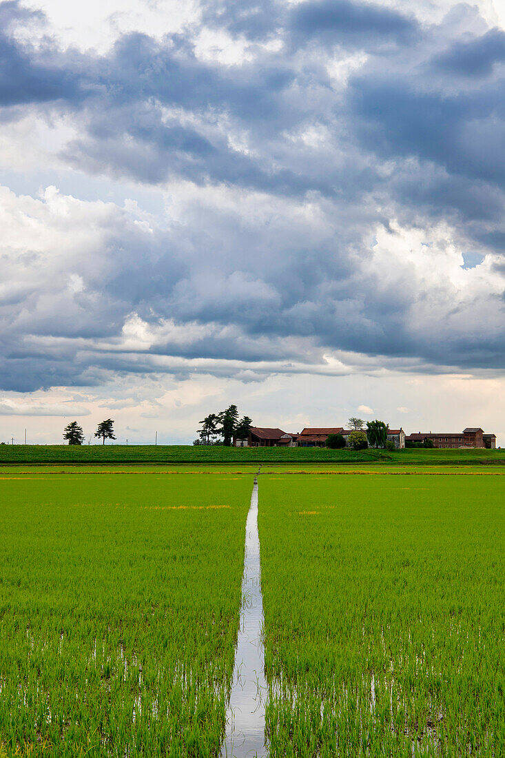 Felder und Reisfelder an einem Sommertag, unter einem stürmischen Himmel, Novara, Po-Ebene, Piemont, Italien, Europa