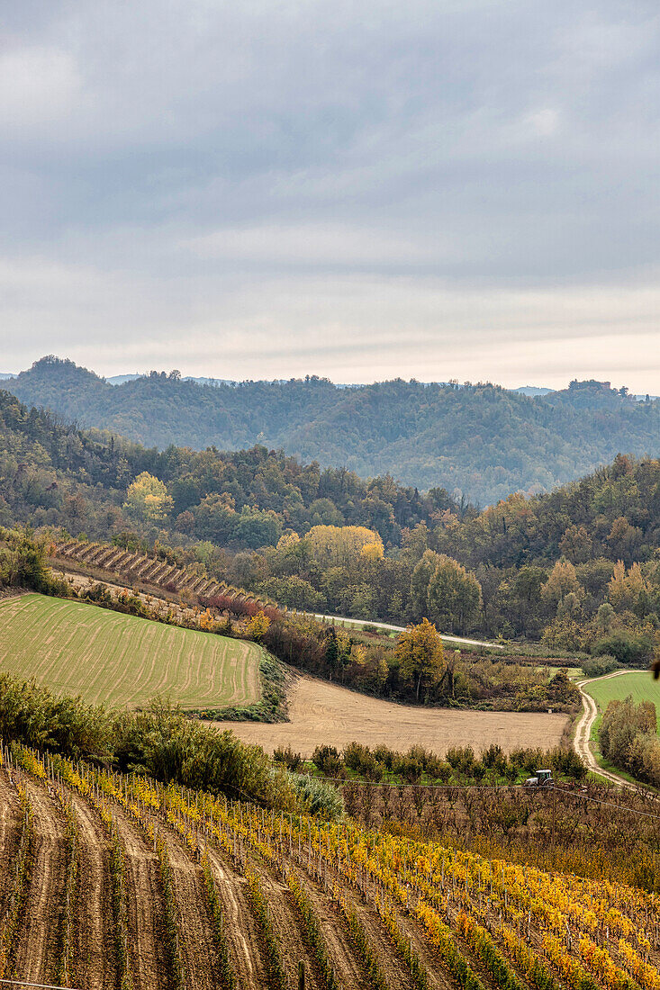 Hügel und Weinberge der Langhe, UNESCO-Welterbe, an einem Herbsttag, Alba, Langhe, Bezirk Cuneo, Piemont, Italien, Europa