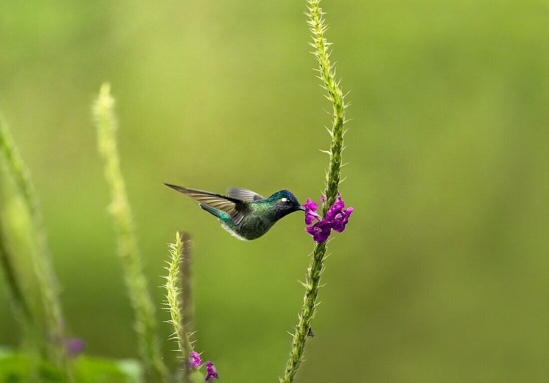 Ein Kolibri ernährt sich von einer Blume im Regenwald, Costa Rica, Mittelamerika