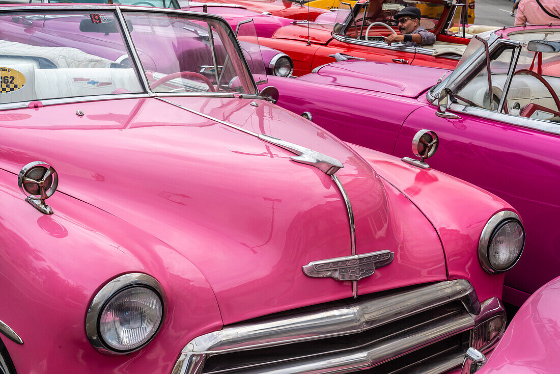 A convention of pink Chevrolet classic cars, Havana, Cuba, West Indies, Caribbean, Central America