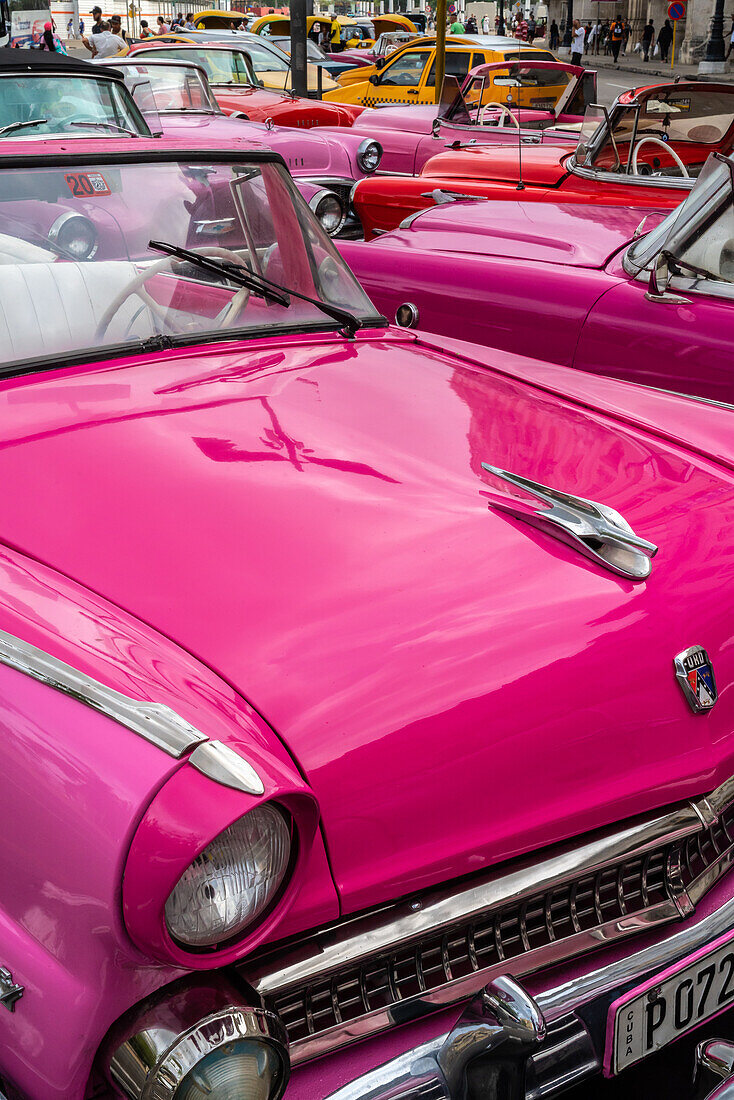 A convention of pink Chevrolet classic cars, Havana, Cuba, West Indies, Caribbean, Central America