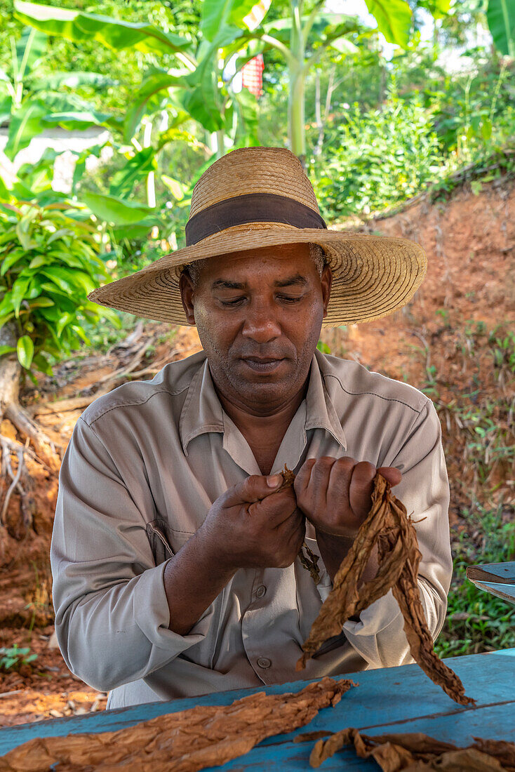 Tabakplantagenarbeiter mit Strohhut, der seine eigene Zigarre herstellt, Vinales, Kuba, Westindien, Karibik, Mittelamerika