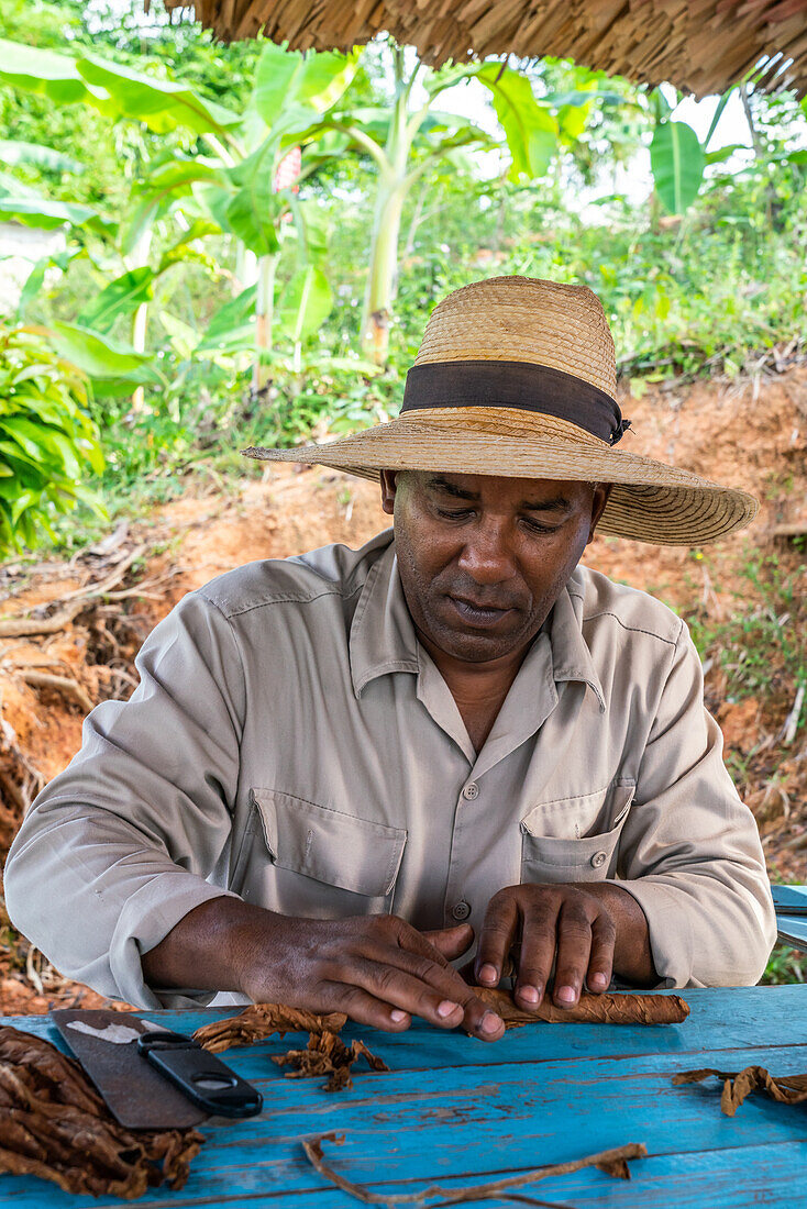 Tobacco plantation worker in straw hat, rolling his own cigar, Vinales, Cuba, West Indies, Caribbean, Central America