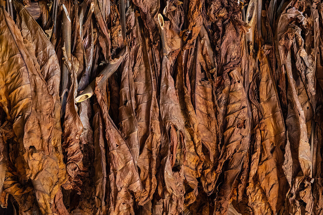 Zum Trocknen aufgehängter Tabak, Vinales, Kuba, Westindische Inseln, Karibik, Mittelamerika