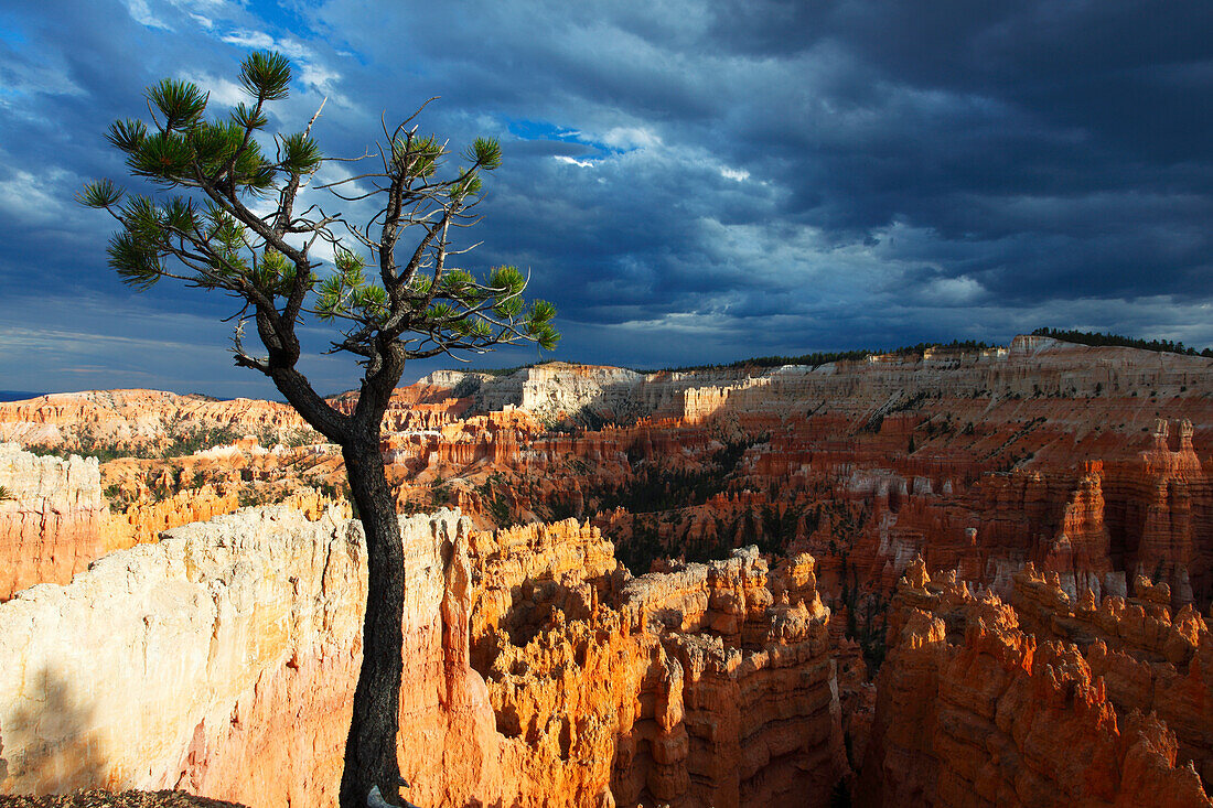 Borstenkiefer in der Nähe des Sunset Point, Bryce Canyon, Utah, Vereinigte Staaten von Amerika, Nordamerika