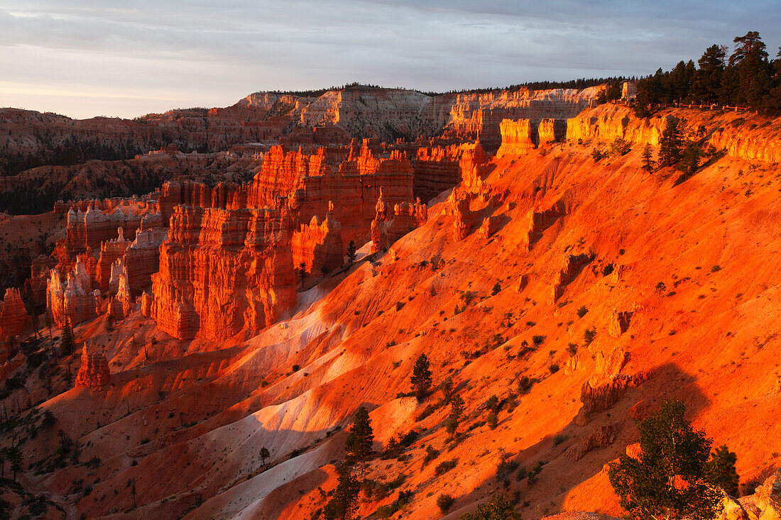 Bryce Canyon from Sunrise Point, early summer morning light, Bryce Canyon, Utah, United States of America, North America