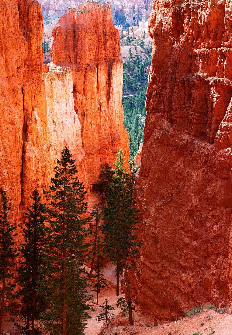 Navajo Loop trail descending from Sunrise Point, Bryce Canyon, Utah, United States of America, North America