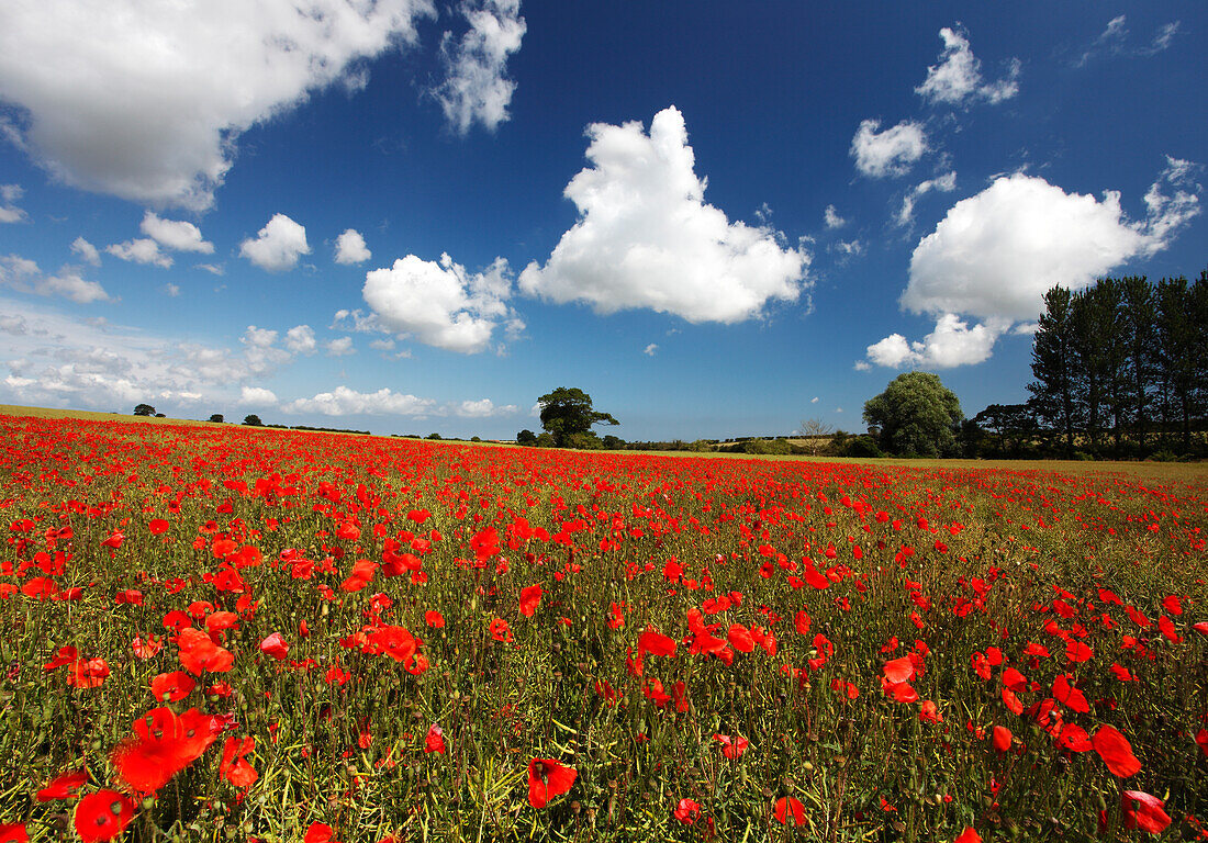 Poppies in field near Binham and Holt, North Norfolk, England, United Kingdom, Europe