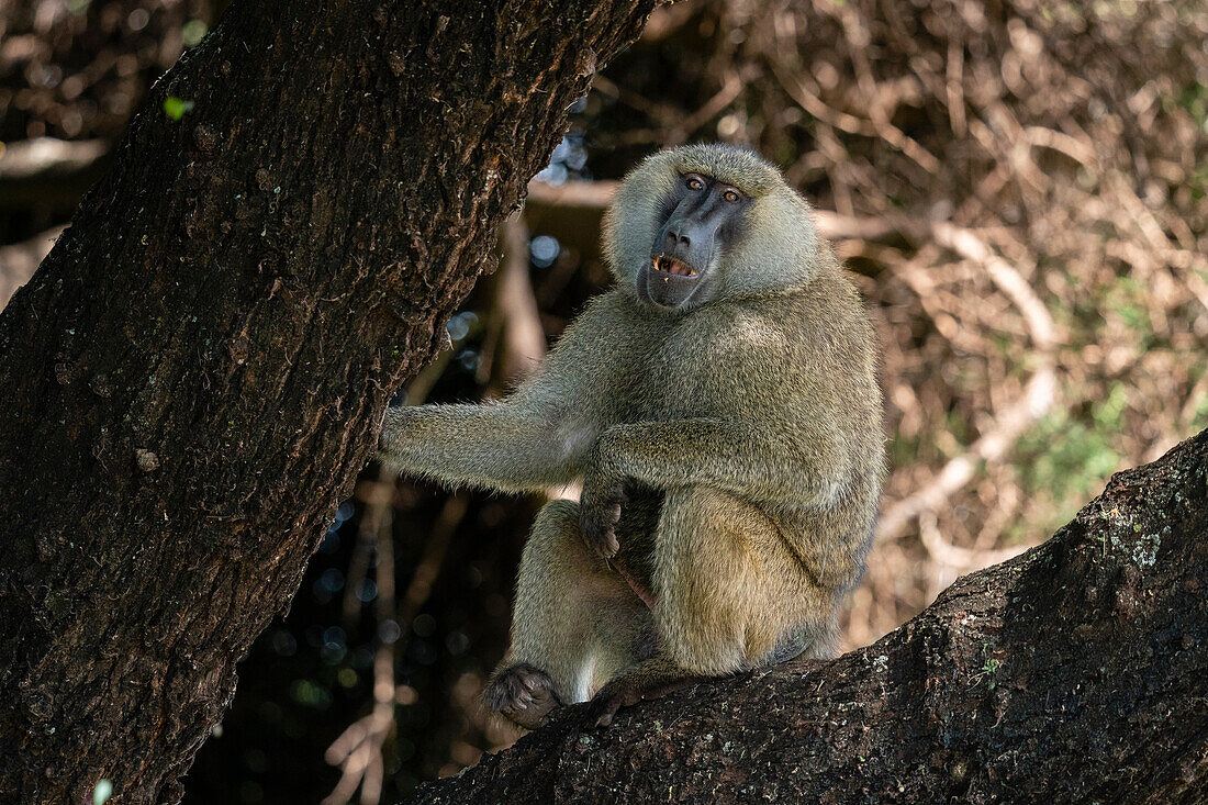 Olivenpavian (Papio anubis), Manyara-See-Nationalpark, Tansania, Ostafrika, Afrika