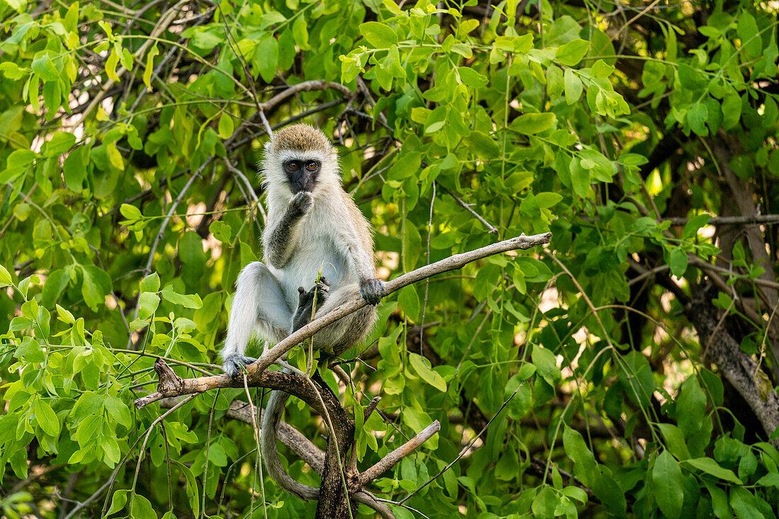 Vervet monkey (Chlorocebus pygerythrus), Lake Manyara National Park, Tanzania, East Africa, Africa