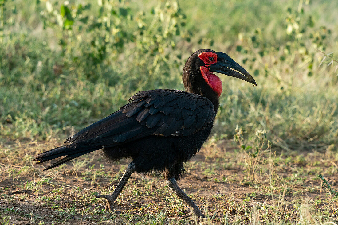 Südlicher Bodenhornvogel (Bucorvus leadbeateri), Lake Manyara-Nationalpark, Tansania, Ostafrika, Afrika