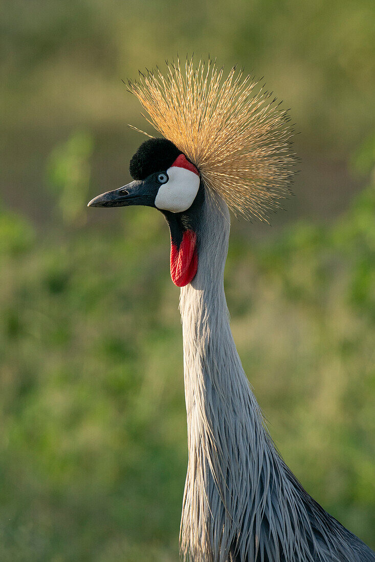 Grauer Kronenkranich (Balearica regulorum), Manyara-See-Nationalpark, Tansania, Ostafrika, Afrika