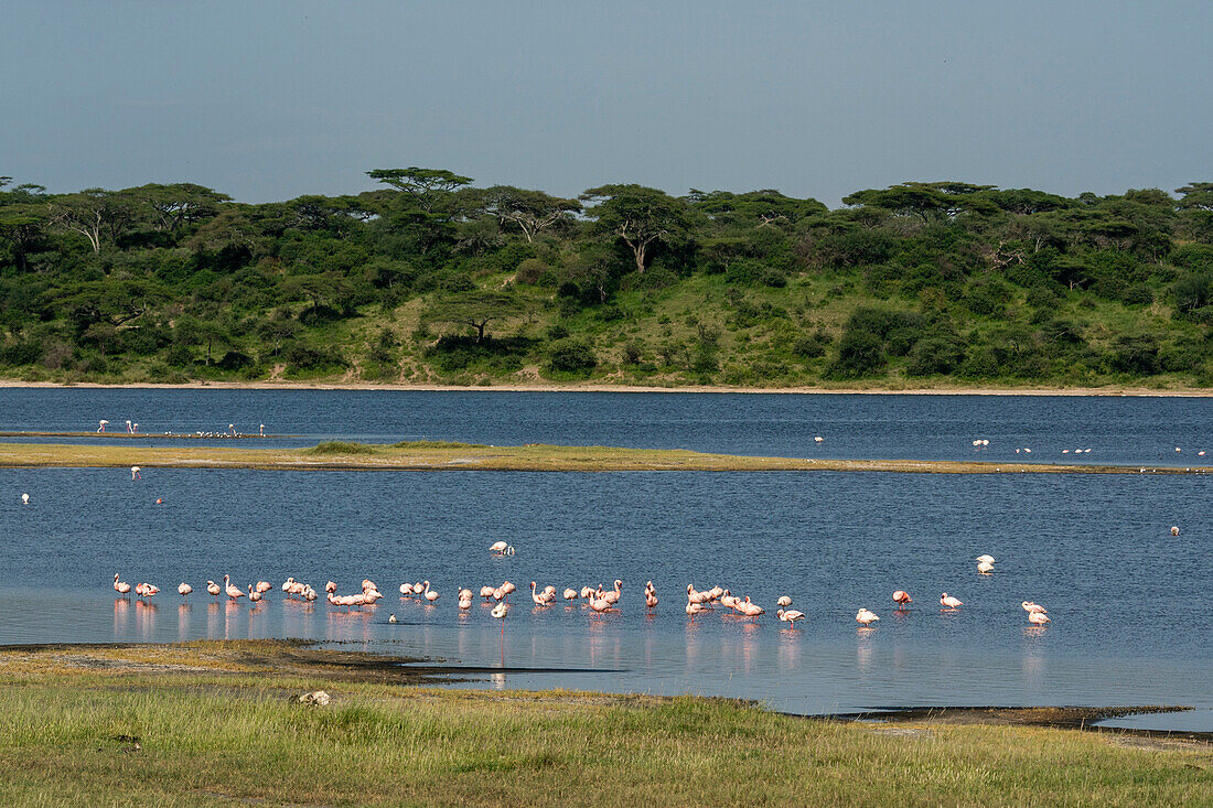 Greater flamingos (Phoenicopterus roseus) feeding at Lake Ndutu, Ndutu Conservation Area, Serengeti, Tanzania, East Africa, Africa