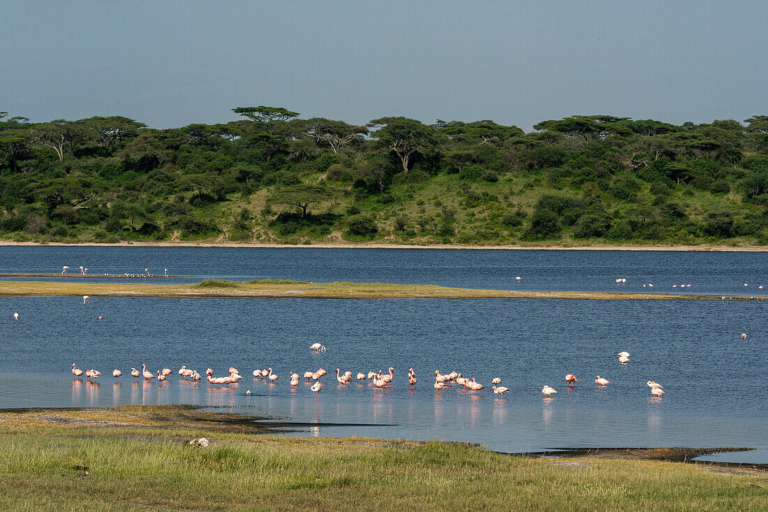 Große Flamingos (Phoenicopterus roseus) beim Fressen am Ndutu-See, Ndutu-Schutzgebiet, Serengeti, Tansania, Ostafrika, Afrika