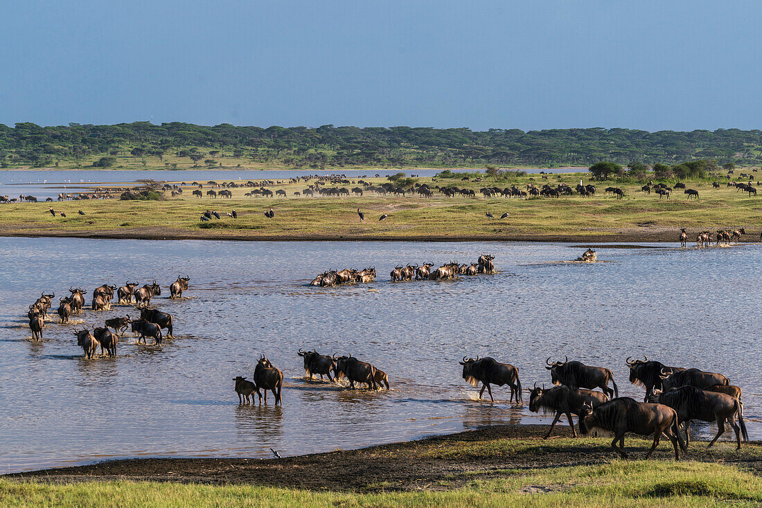 Streifengnu (Connochaetes taurinus) überquert den Ndutu-See, Ndutu-Schutzgebiet, Serengeti, Tansania, Ostafrika, Afrika